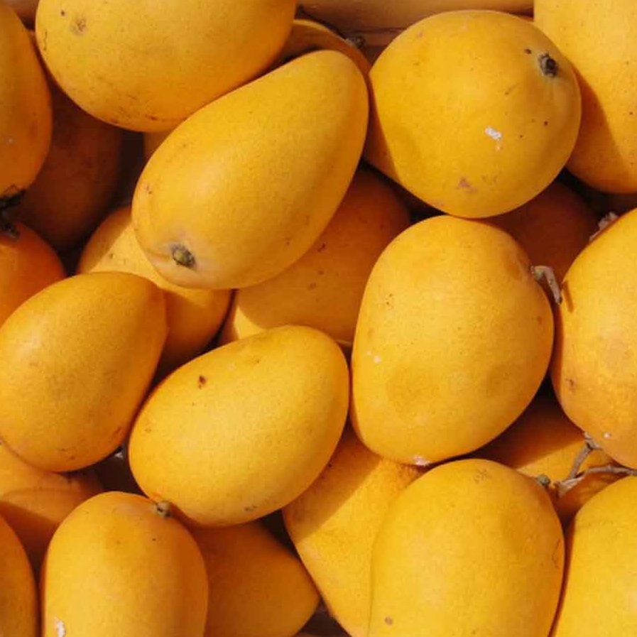 Mangoes